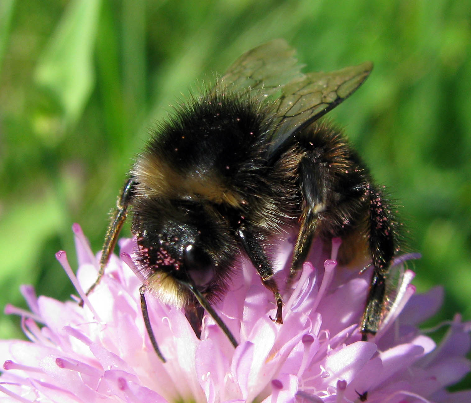 Bombus da identificare (per quanto possibile)